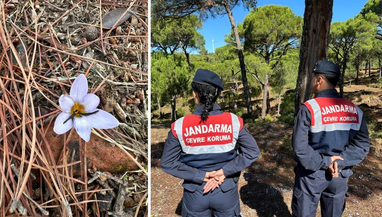 bu cicegi koparmanin cezasi 557 bin tl hnlHStjc