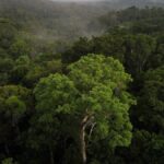 bilim-insanlari-acikladi-amazon-ormanlarinda-iklim-degisiyor-Q2TXWjkE.jpg