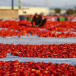 Turkiyede kurutuluyor dunyada bas taci ediliyor 91 ulkenin vazgecilmezi oldu UINaKF2m