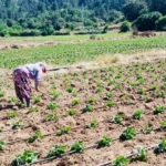 Turkiyenin fasulye ve barbunya deposu camyaylada hasat zamani 1U2vCO7W